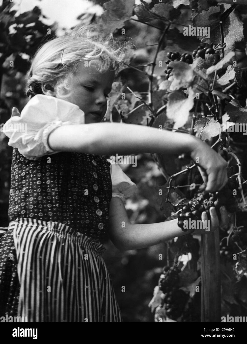 Agricoltura, vino, vendemmia, giovane ragazza durante la vendemmia, Germania, anni 50, diritti aggiuntivi-clearences-non disponibile Foto Stock