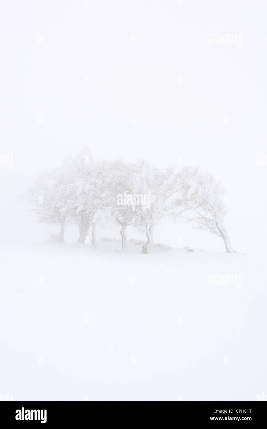 Albero, gruppo di alberi, faggio, faggi, alberi, Creux du Van, ghiaccio, Fagus, Giura, freddo, nebbia, mare di nebbia, patch di nebbia, neve, Switzerla Foto Stock