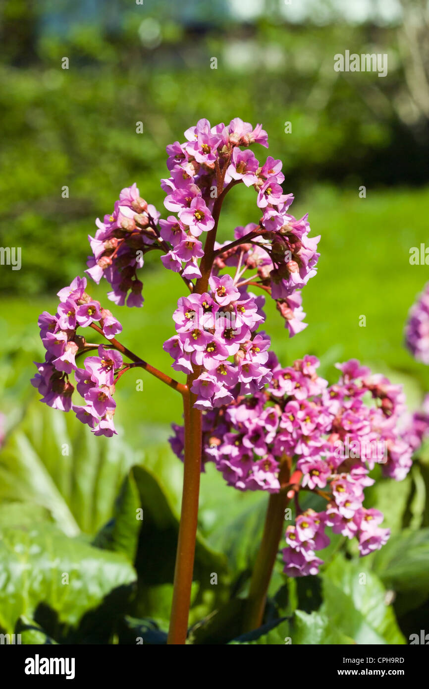Bergenia cordifolia fiori Foto Stock