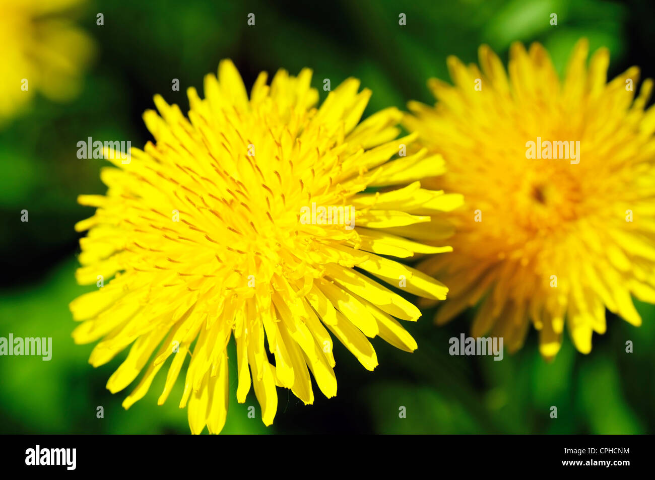 Primo piano di un bellissimo, giallo tarassaco Foto Stock