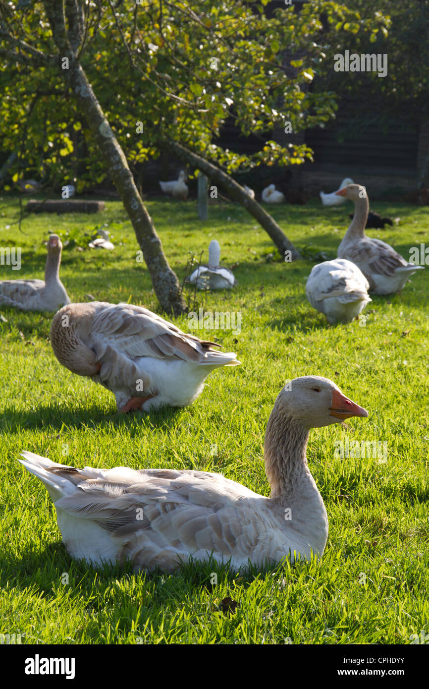 Oche domestiche Foto Stock