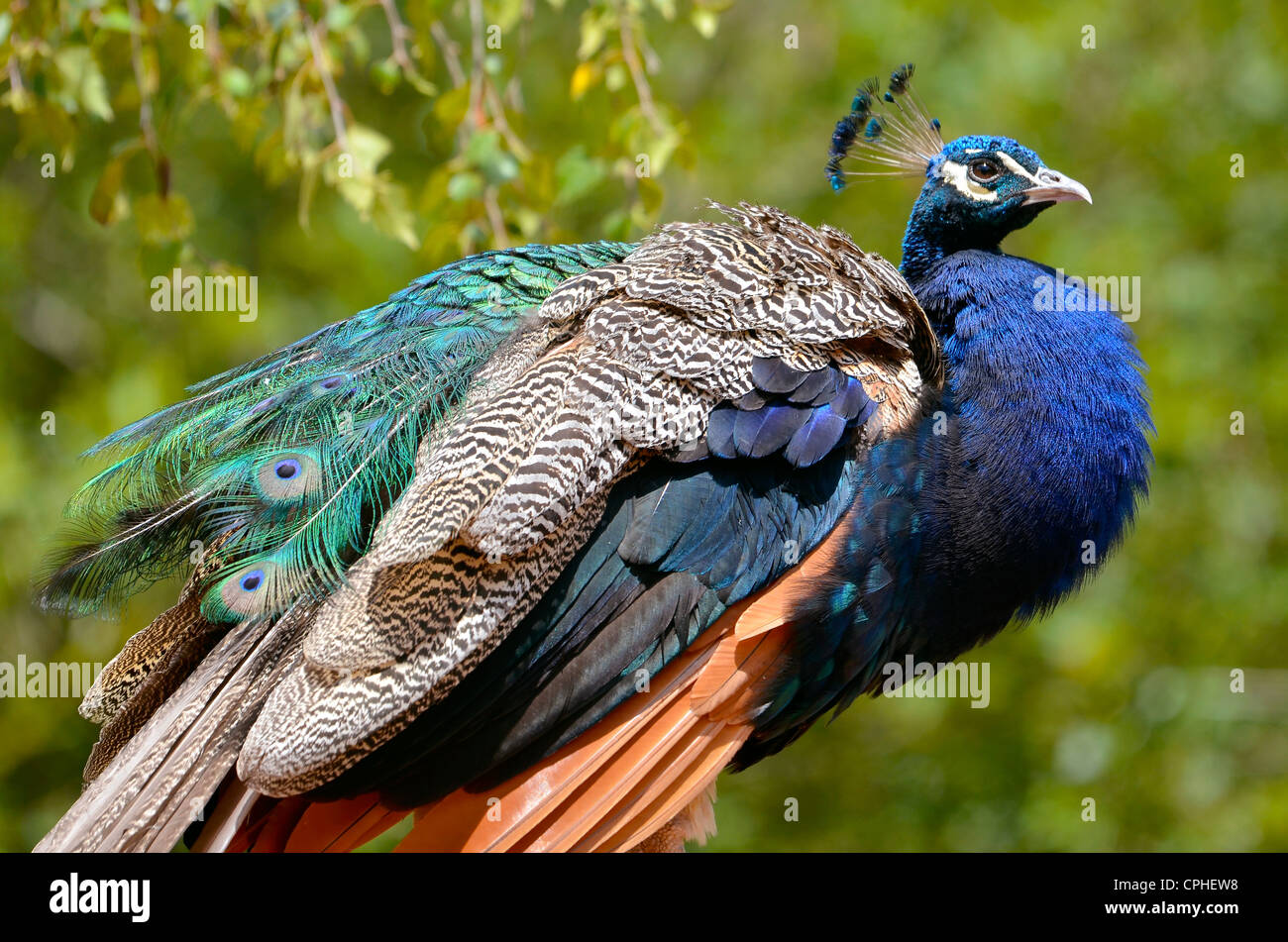 Closeup maschio Peafowl indiano (Pavo cristatus) visto di profilo Foto Stock