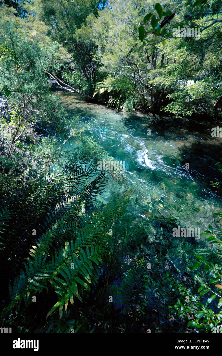 Oparara fiume e la foresta pluviale vicino a Karamea, Nuova Zelanda Foto Stock