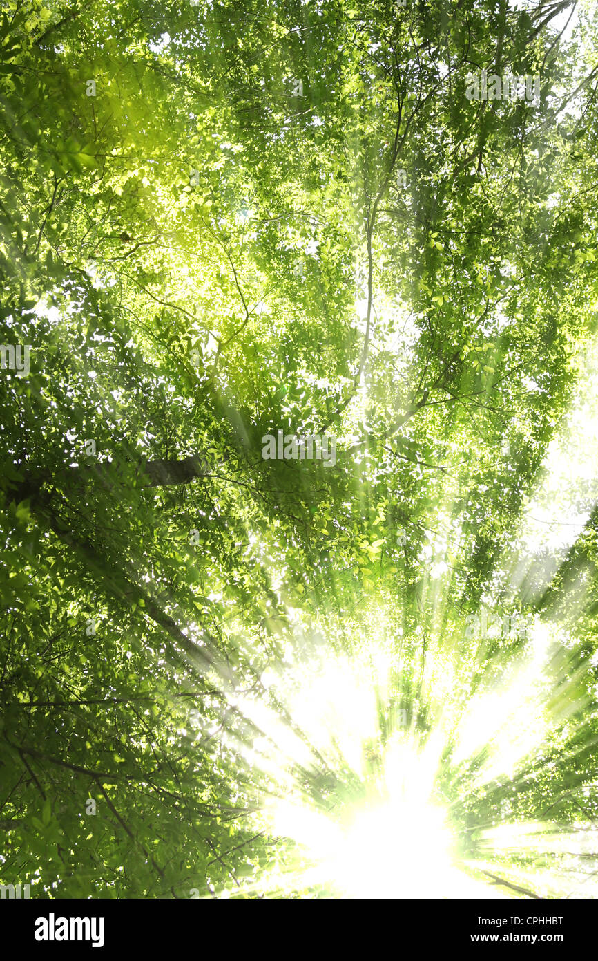 Sunburst attraverso gli alberi Foto Stock