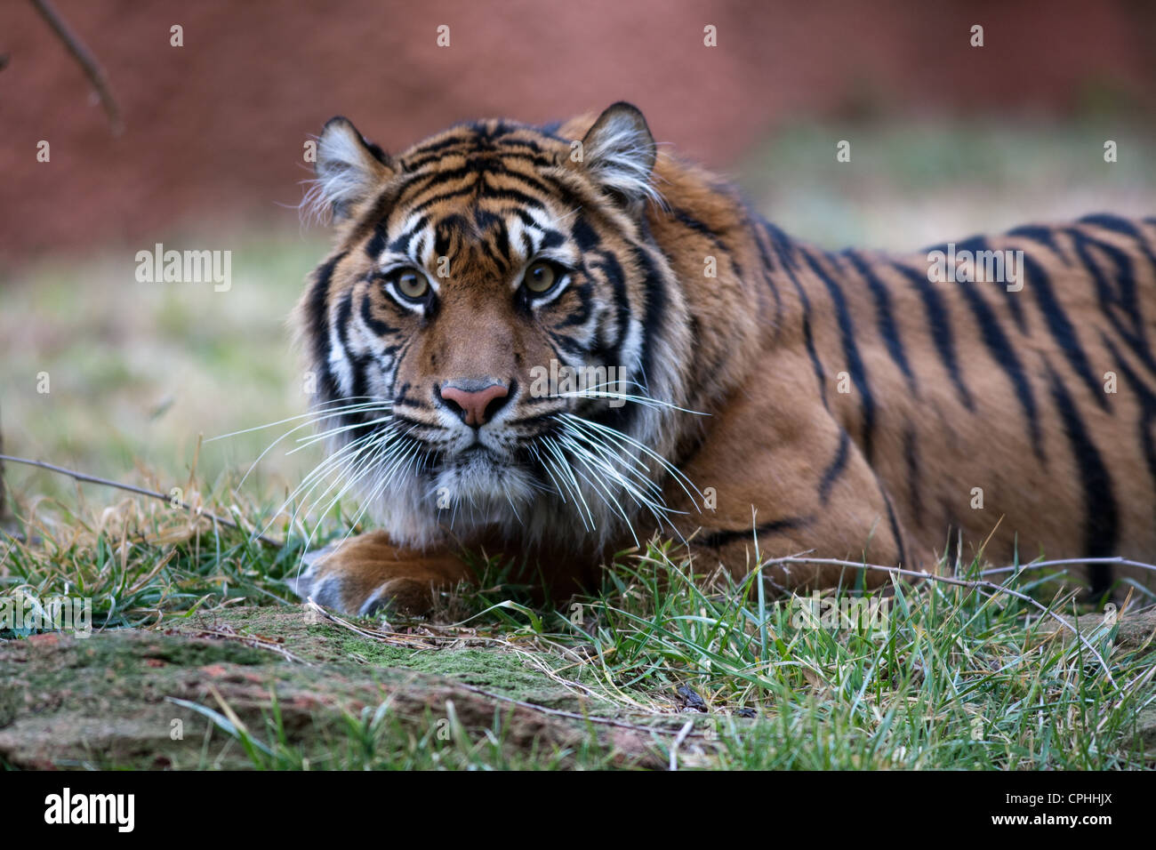 Tigre Siberiana tigre di Amur Foto Stock