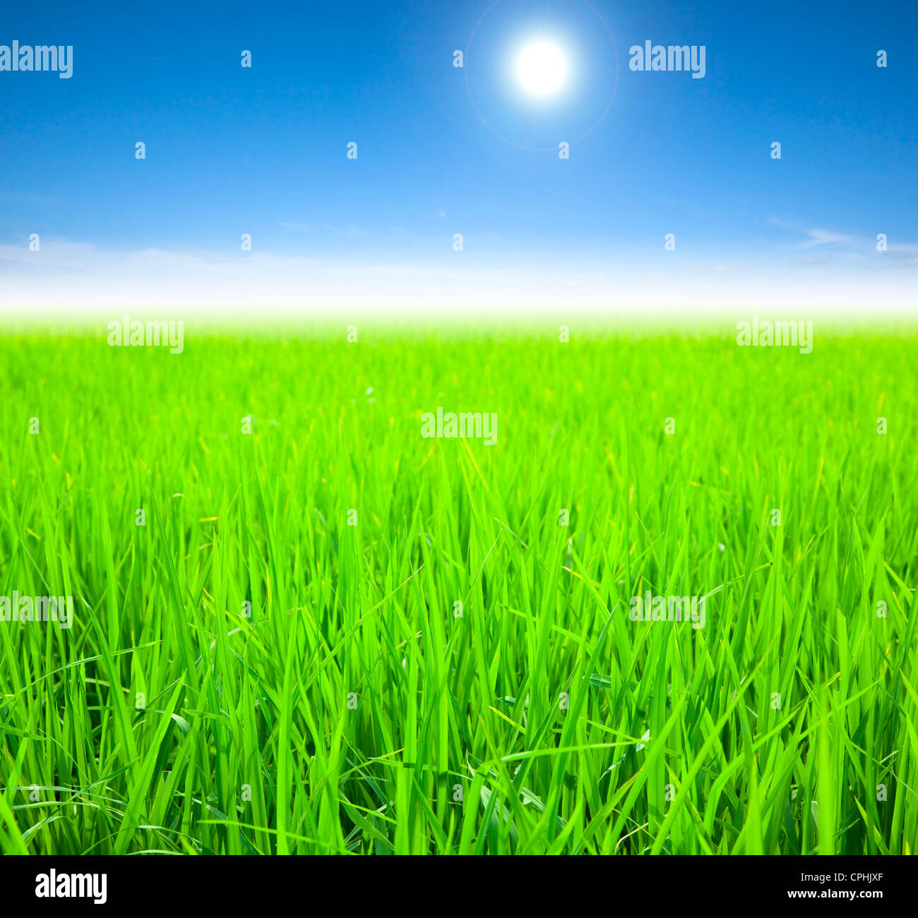 Riso verde sul campo la mattina d'estate Foto Stock