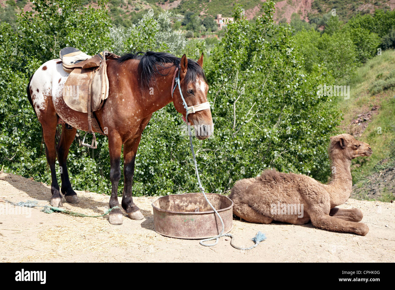 Cavallo e baby cammello Atlante Marocco Foto Stock