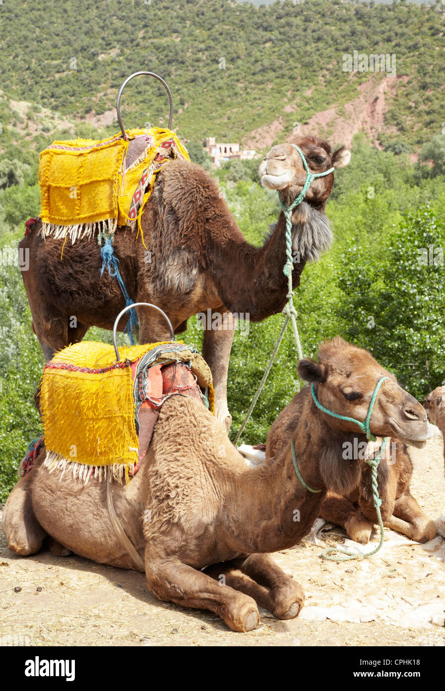 Cammelli Atlante Marocco Foto Stock