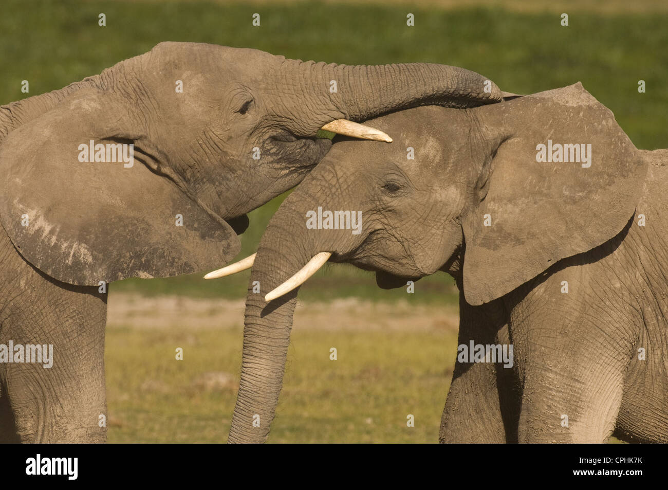 Saluto gli elefanti con i trunk Foto Stock