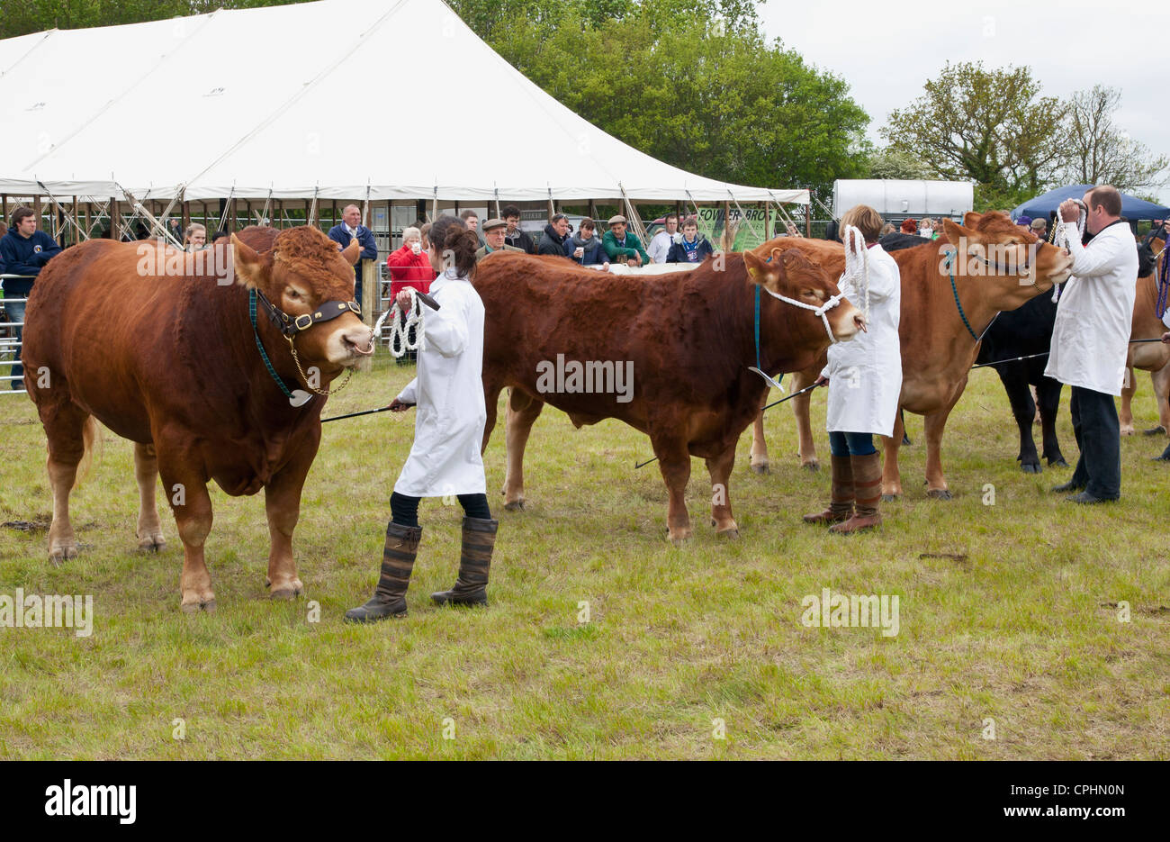 Limousin bovini in mostra Foto Stock