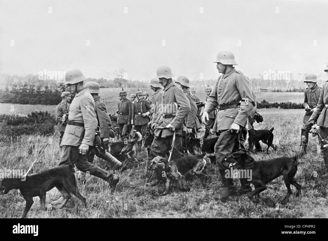 Il tedesco di cani in guerra, servizio 1917 Foto Stock