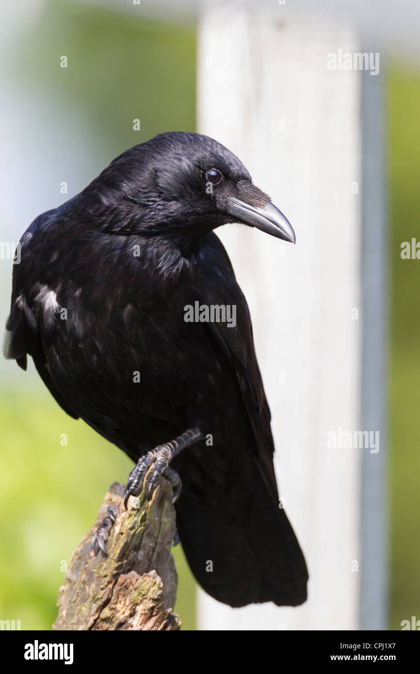 Carrion Crow. Corvus corone (Corvidae) Foto Stock