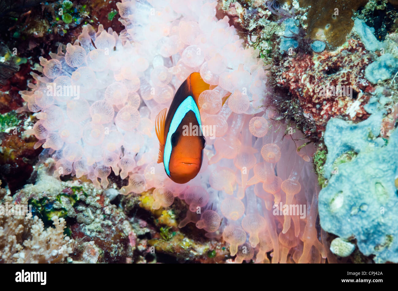 Rosso e nero (anemonefish Amphiprion melanopus) in bolla anemone di punta Foto Stock