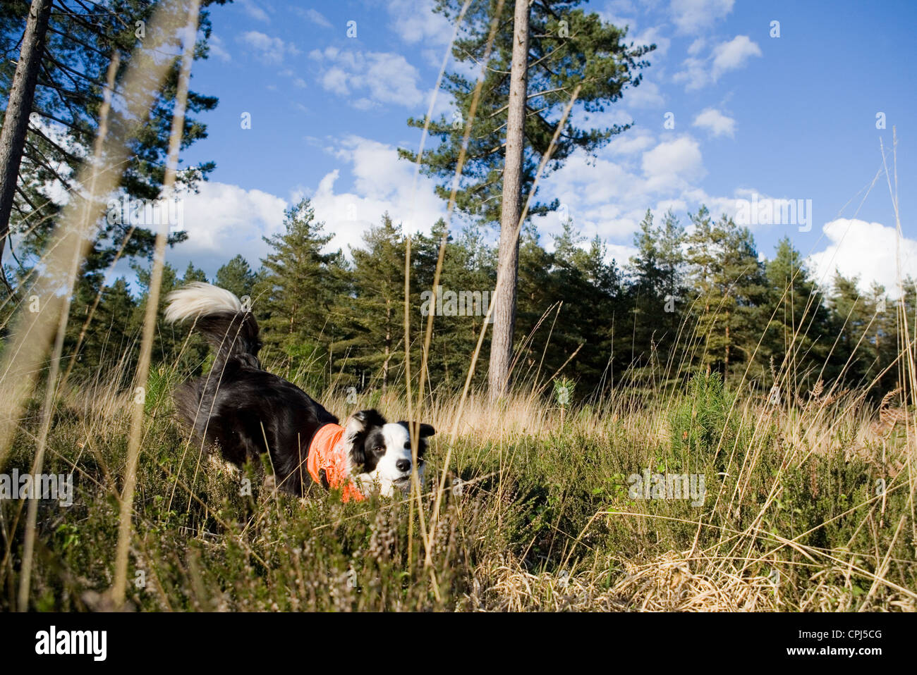 La ricerca e il salvataggio del cane adulto singolo lavorando in un campo REGNO UNITO Foto Stock