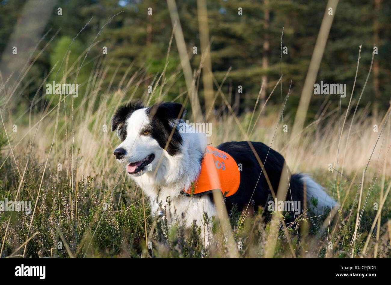 La ricerca e il salvataggio del cane adulto singolo lavorando in un campo REGNO UNITO Foto Stock