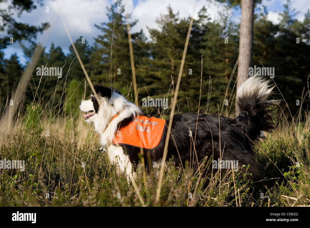 La ricerca e il salvataggio del cane adulto singolo lavorando in un campo REGNO UNITO Foto Stock