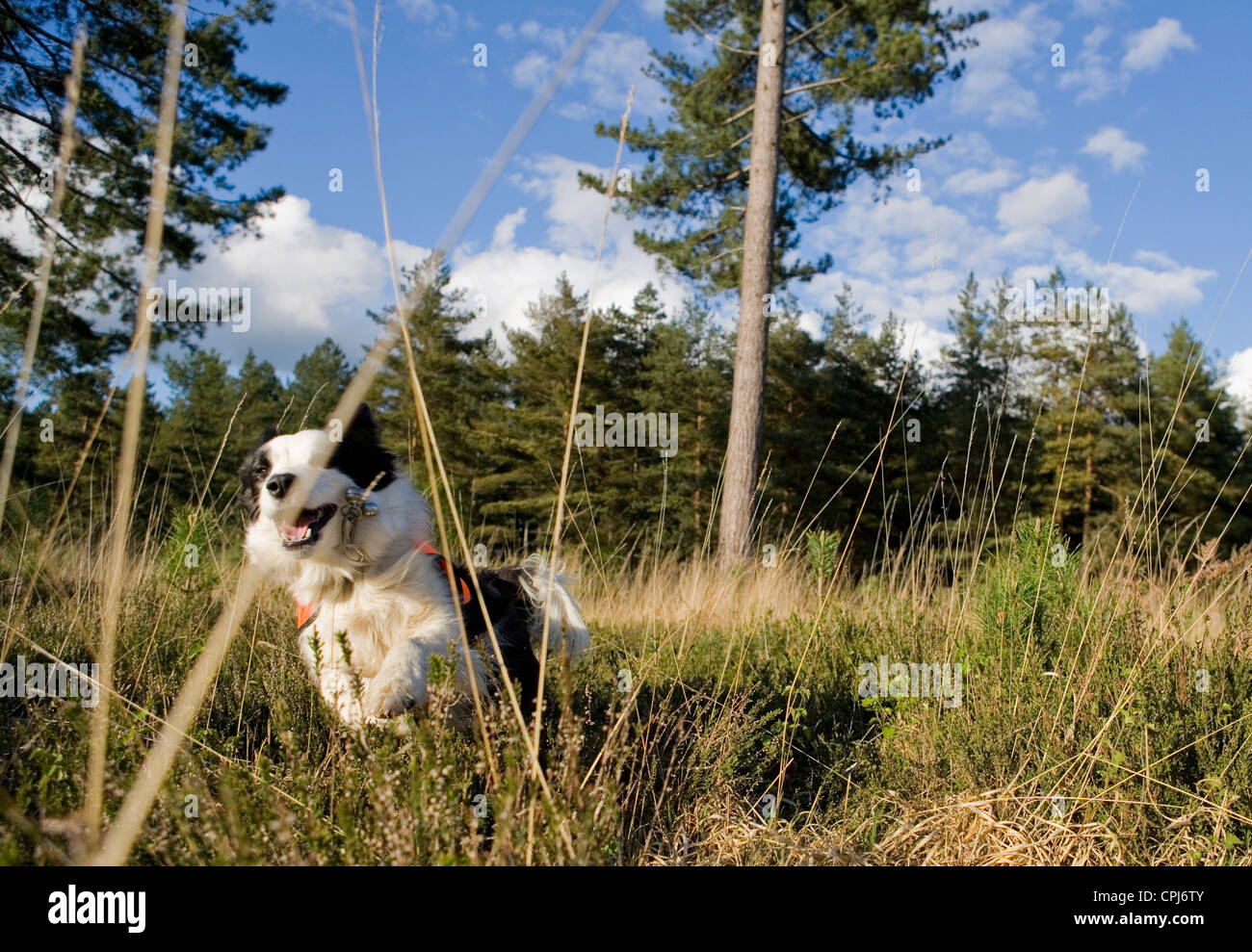 La ricerca e il salvataggio del cane adulto singolo lavorando in un campo REGNO UNITO Foto Stock
