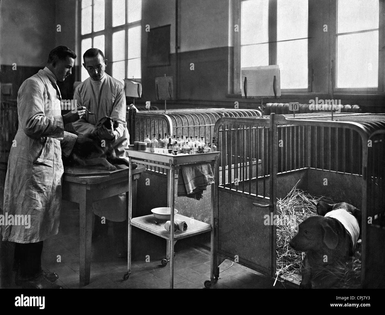Cane in ospedale per animali, 1922 Foto Stock