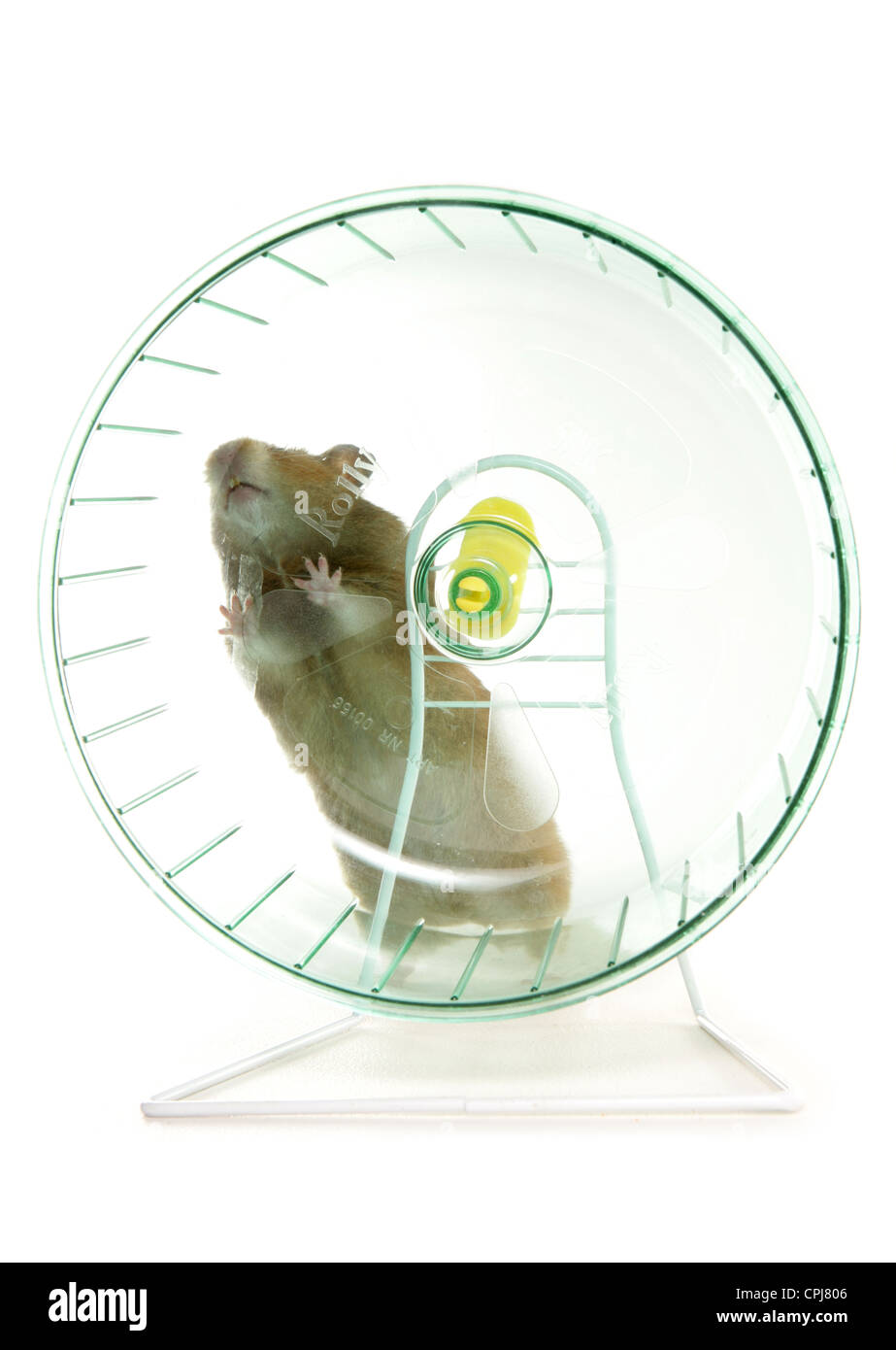 Hamster singolo adulto dietro la ruota del criceto Studio, REGNO UNITO Foto Stock