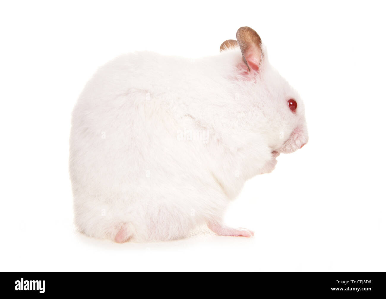 Criceto Albino singolo adulto pulizia in un studio REGNO UNITO Foto Stock