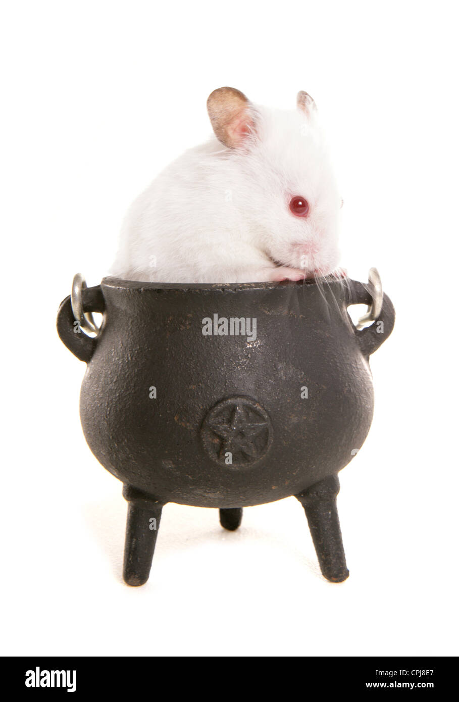 Hamster singolo adulto in un calderone Studio, REGNO UNITO Foto Stock