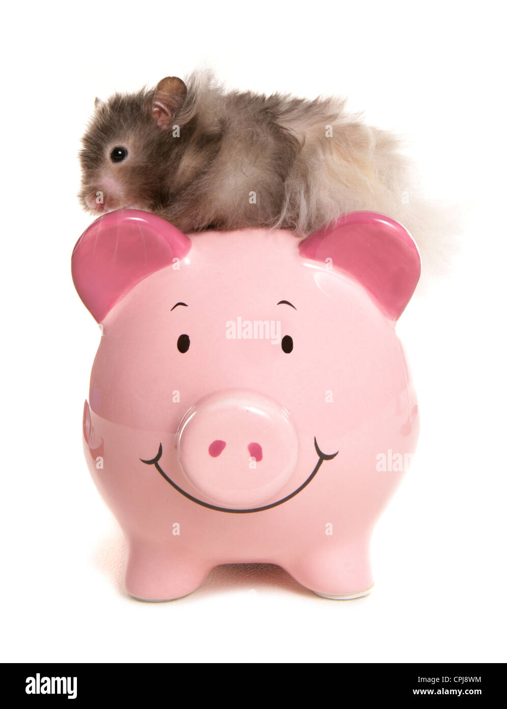 Hamster singolo adulto sulla sommità del piggybank Studio, REGNO UNITO Foto Stock
