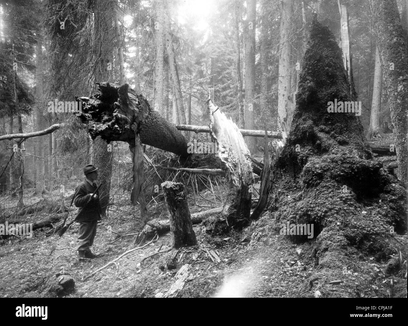 Una guardia forestale nella foresta Boema Foto Stock