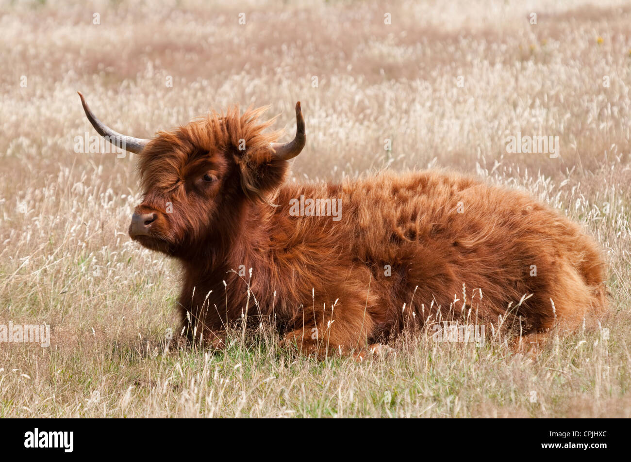 Highland bovini sdraiati nel campo di erba lunga, Fairlight, Sussex, England, Regno Unito Foto Stock