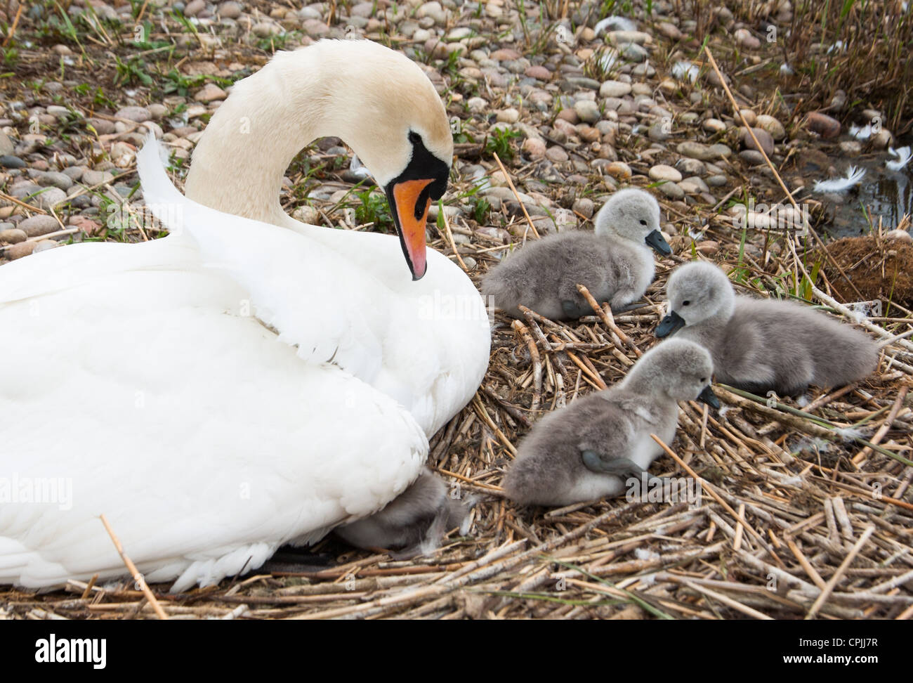 Swan nido con recentemente cygnets tratteggiata, visto in Cambourne, Cambridgeshire. Regno Unito. Foto Stock