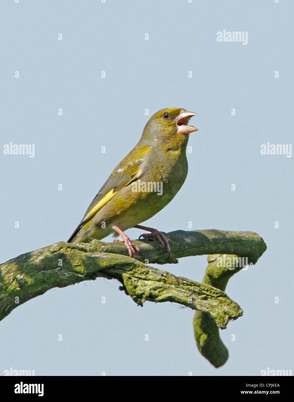 Verdone (Carduelis chloris) Foto Stock