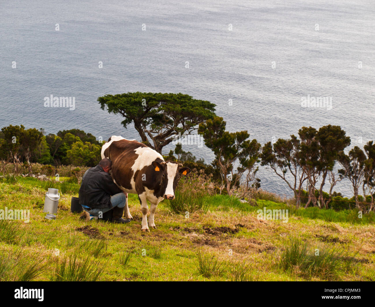 Mano mungere le mucche di mare Foto Stock