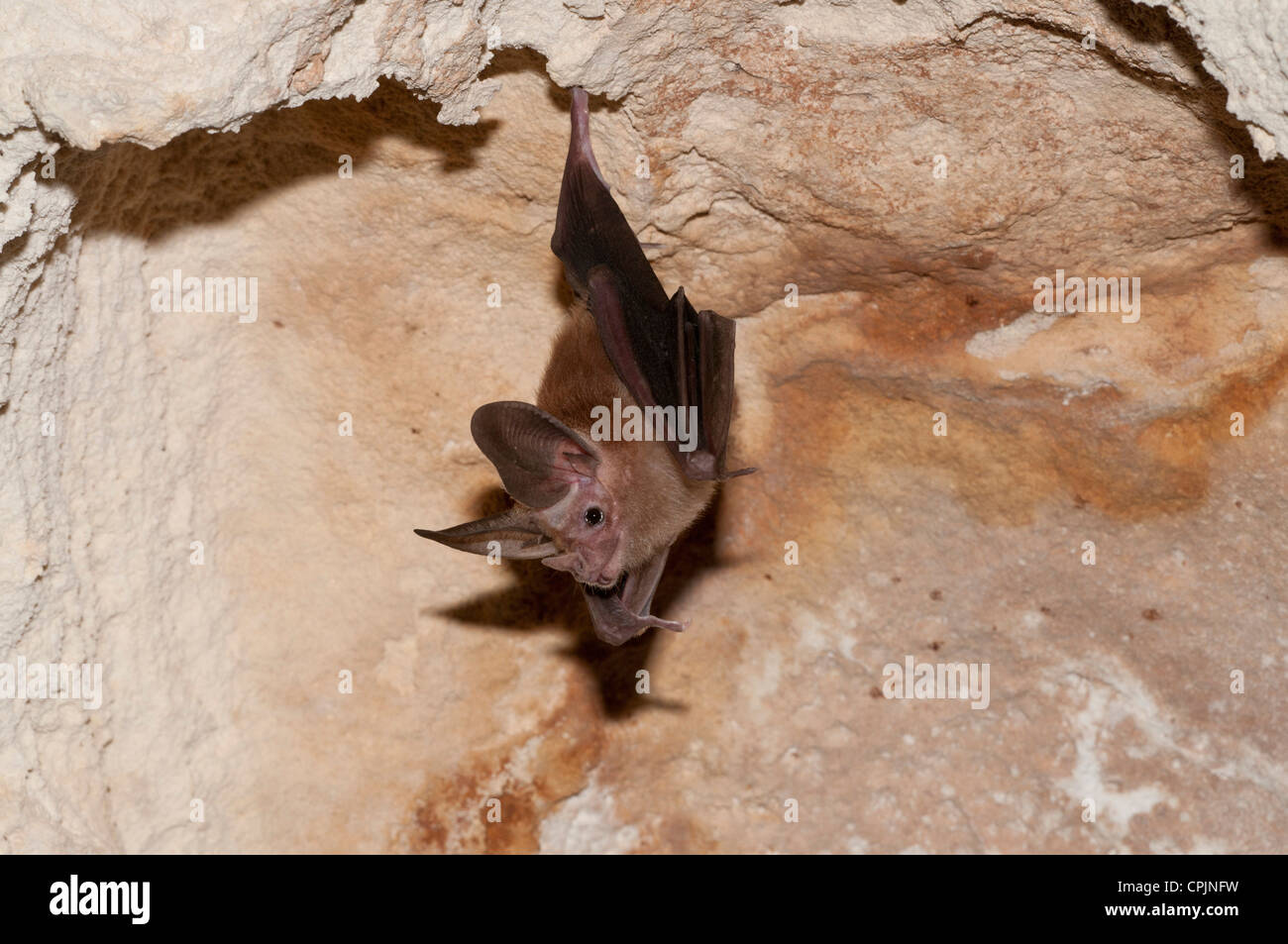 Foto di stock di waterhouse di foglia-indietro dal naso che pende dal soffitto della caverna. Foto Stock