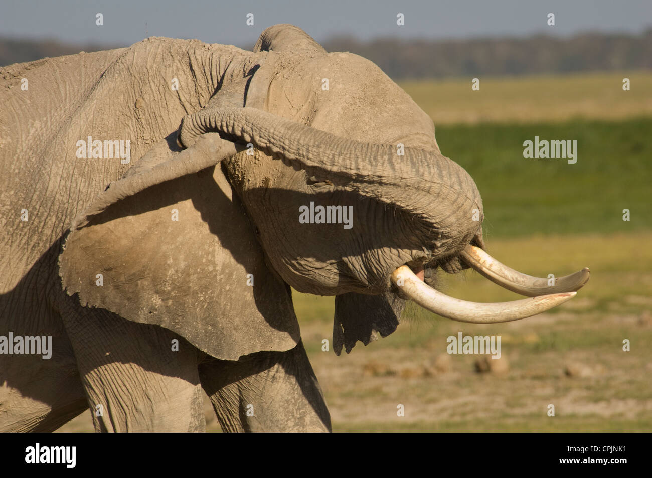 Elephant con punta di tronco dietro l'orecchio Foto Stock