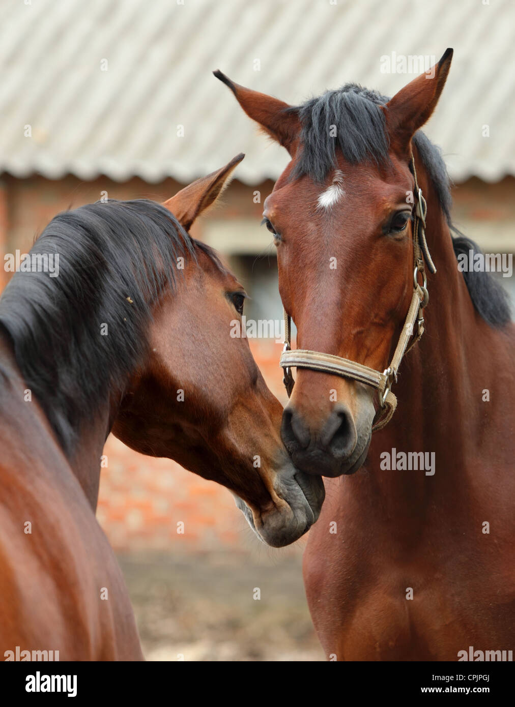 Due cavalli toccando nasi Foto Stock