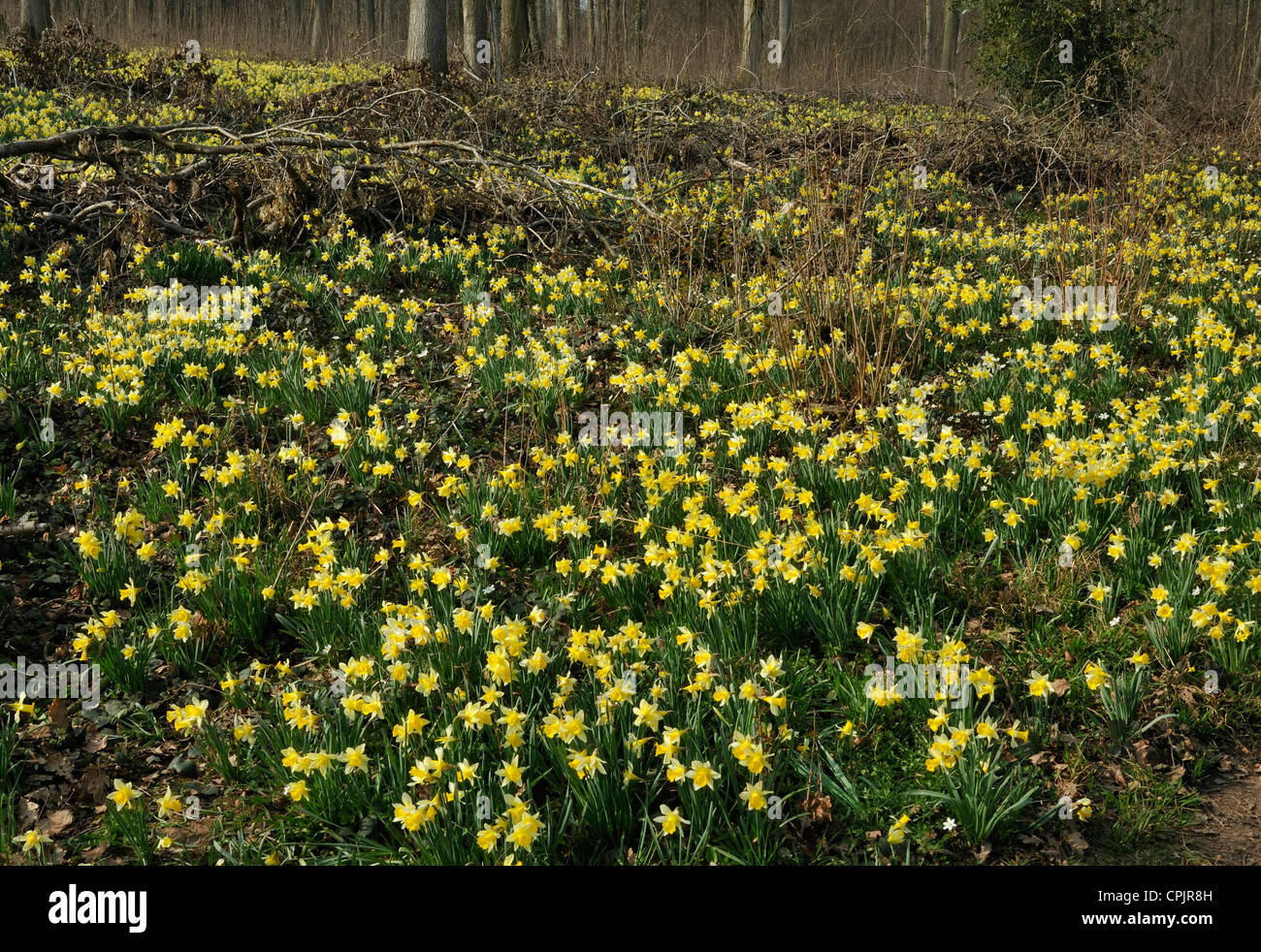 Wild Daffodil - Narcissus pseudonarcissus in Betty Dawes legno, Newent Foto Stock