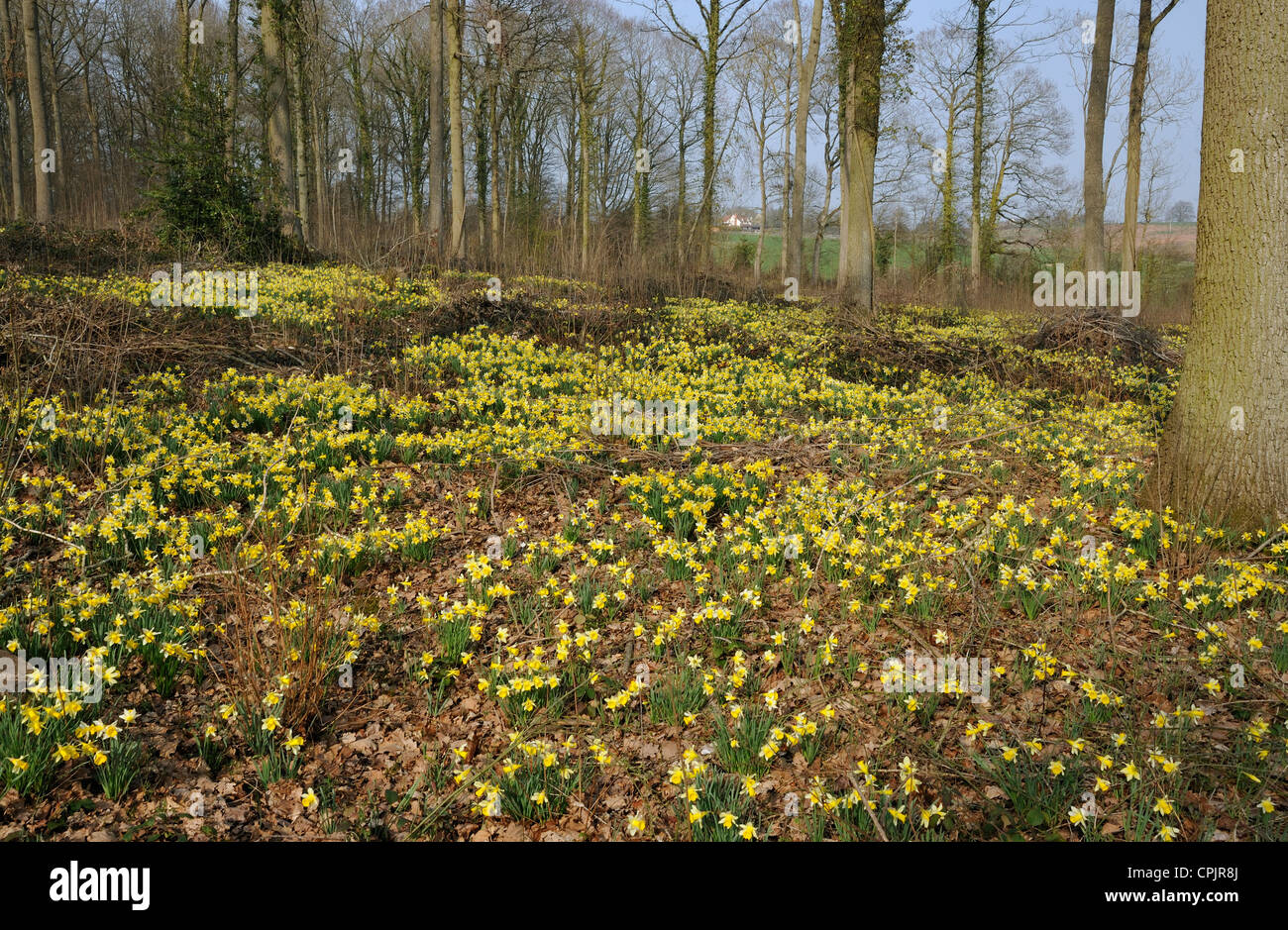 Wild Daffodil - Narcissus pseudonarcissus in Betty Dawes legno, Newent Foto Stock