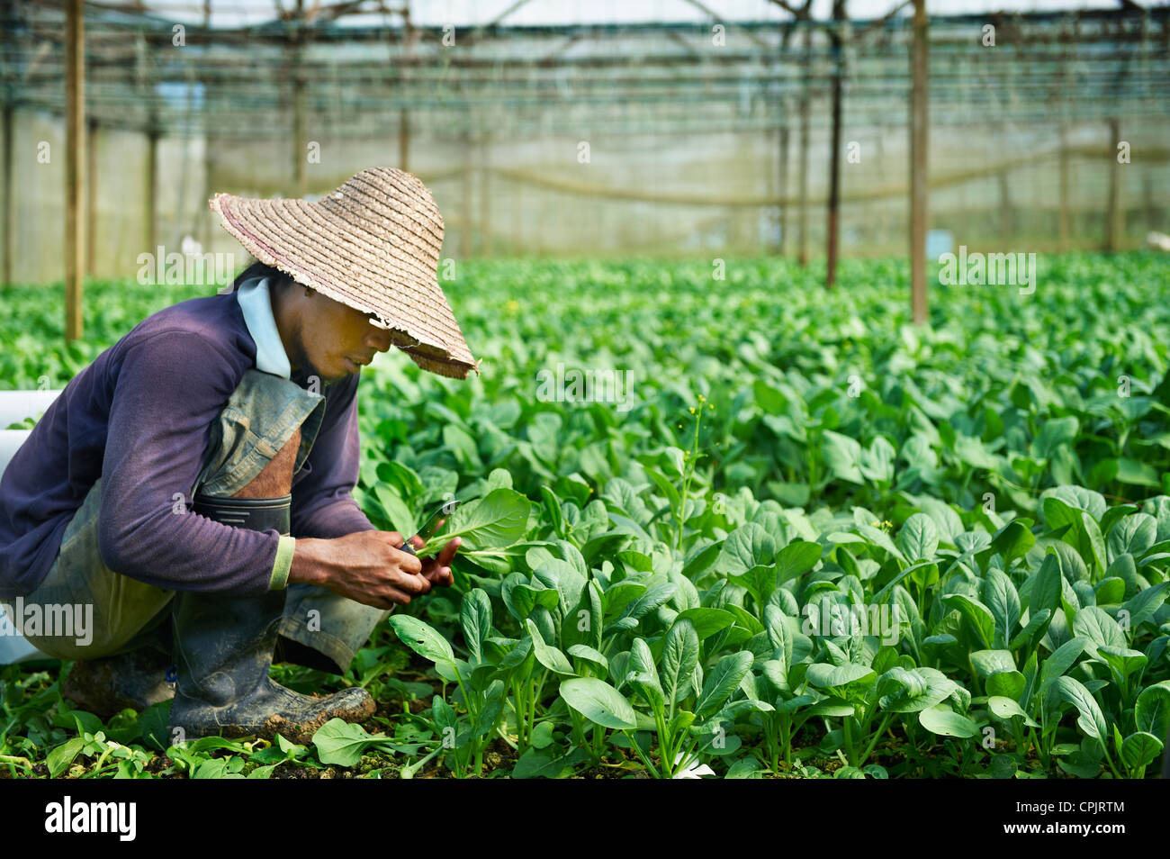 Un imprenditore malese per la raccolta di una vegetazione ricca di Johor, Malaysia. Foto Stock