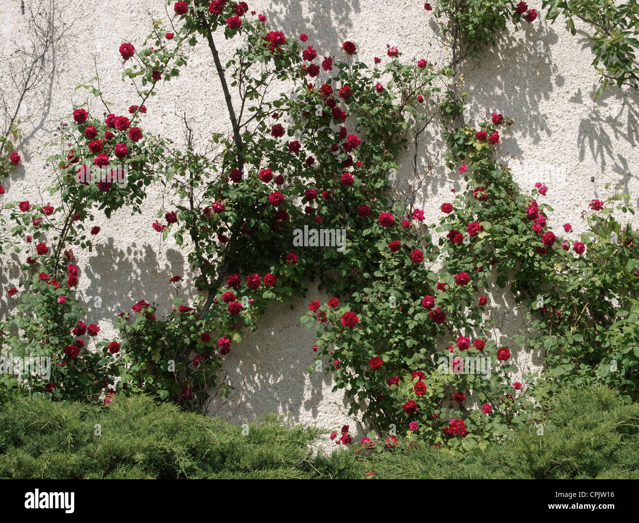 Climbing rose rosse accanto a un muro di casa Foto Stock