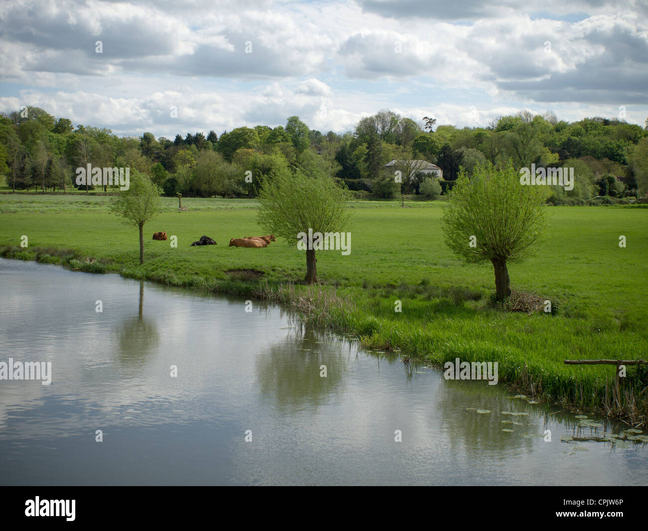 Tre alberi su una riva di un fiume in campagna di Suffolk in Inghilterra. Foto Stock