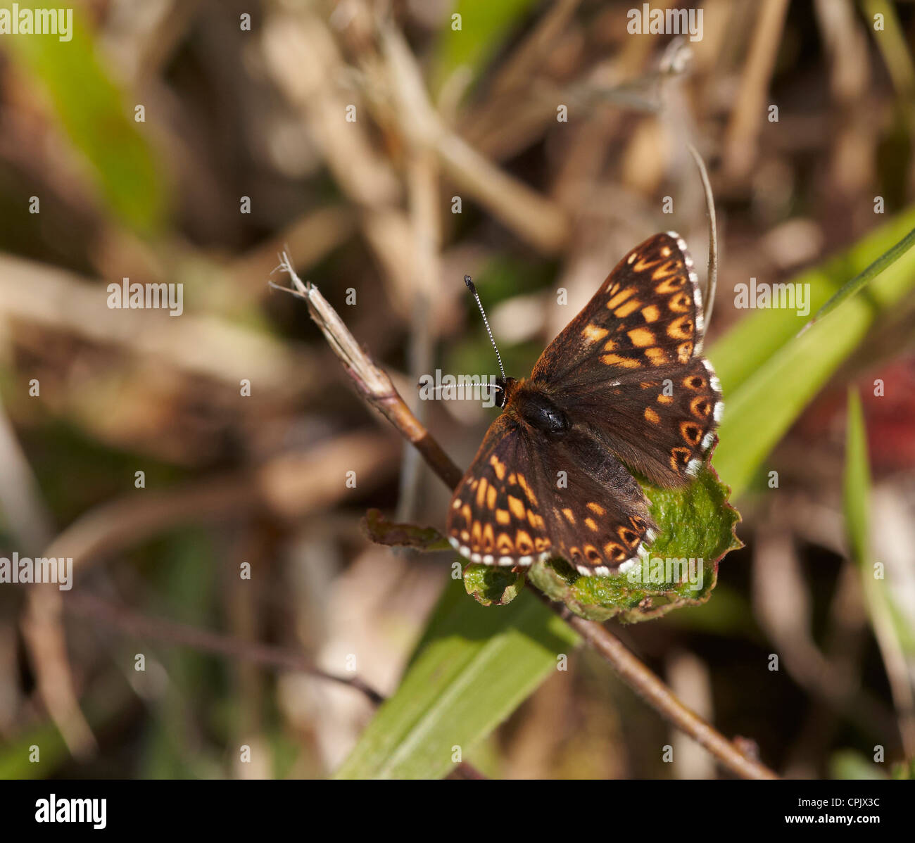 Il duca di Borgogna, Hamearis lucina, farfalla sulla deambulazione carriole riserva naturale, REGNO UNITO Foto Stock