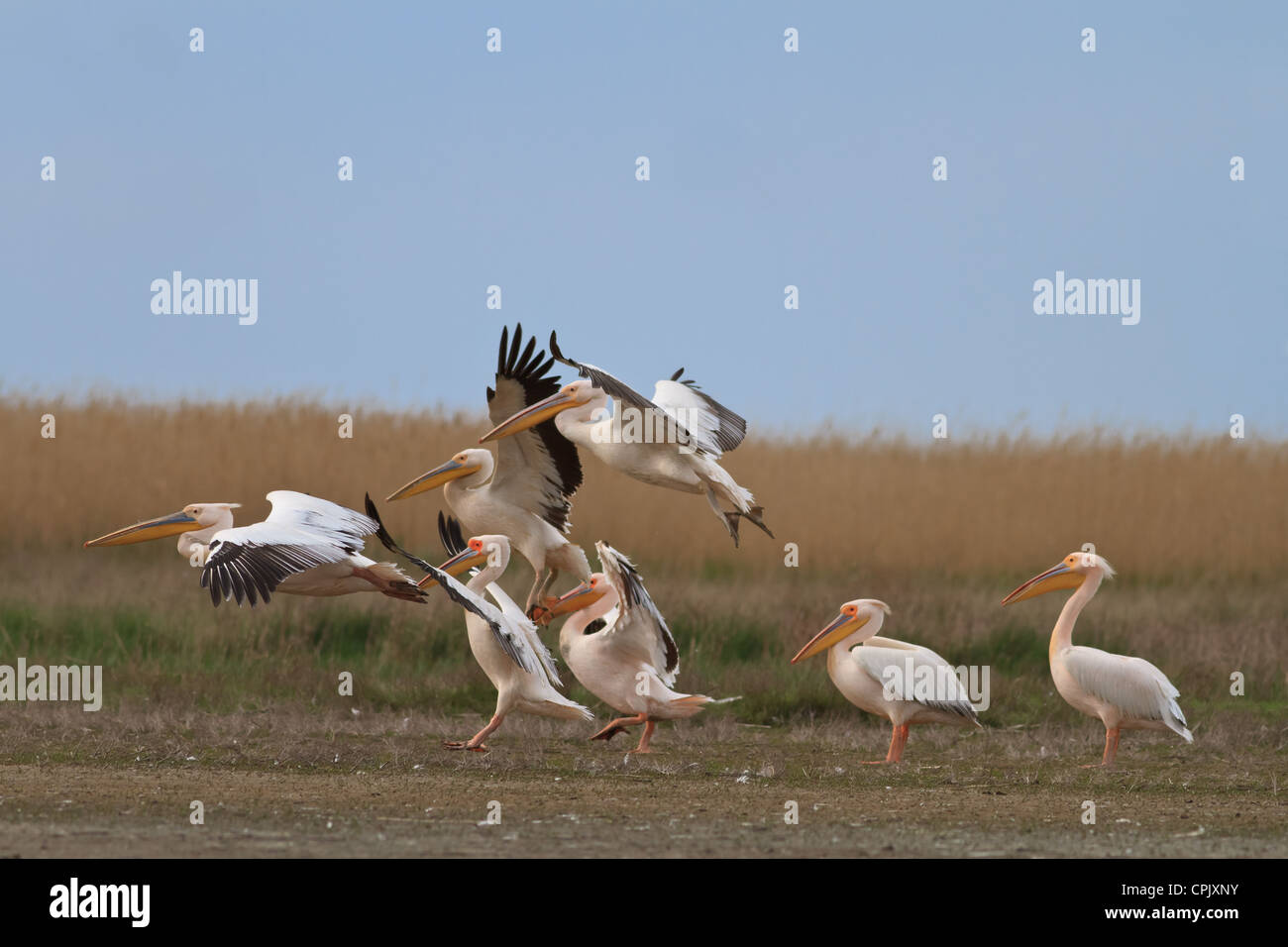 Pellicani nel Delta del Danubio Foto Stock