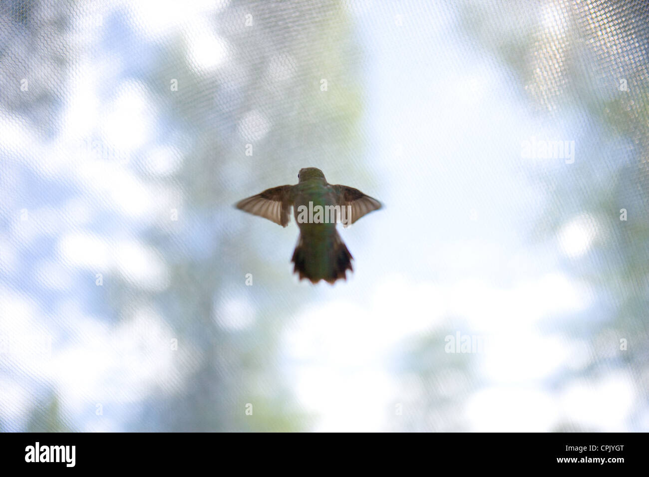Green Hummingbird in bilico nella luce del mattino. Foto Stock