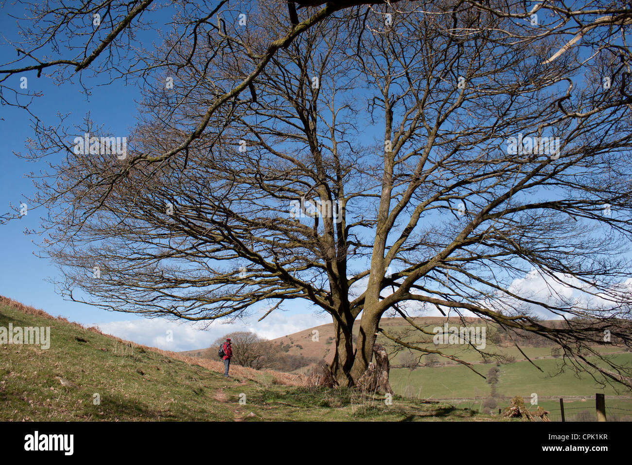 Gli inverni di mattina a Dyfynnog Galles Centrale, lone walker sotto un albero privo di foglie Foto Stock