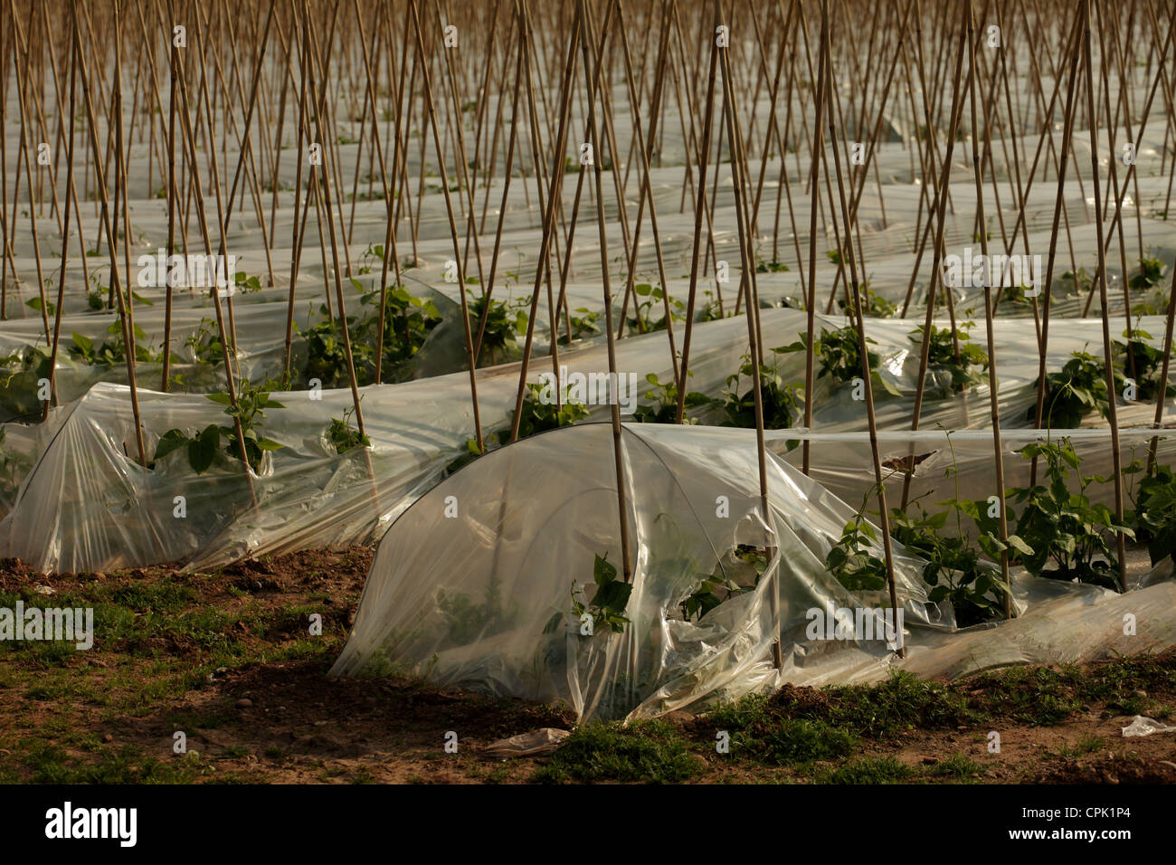 Piccolo campo di runner piante di fagiolo con le campane e il polo di fagiolo supporta. Foto Stock