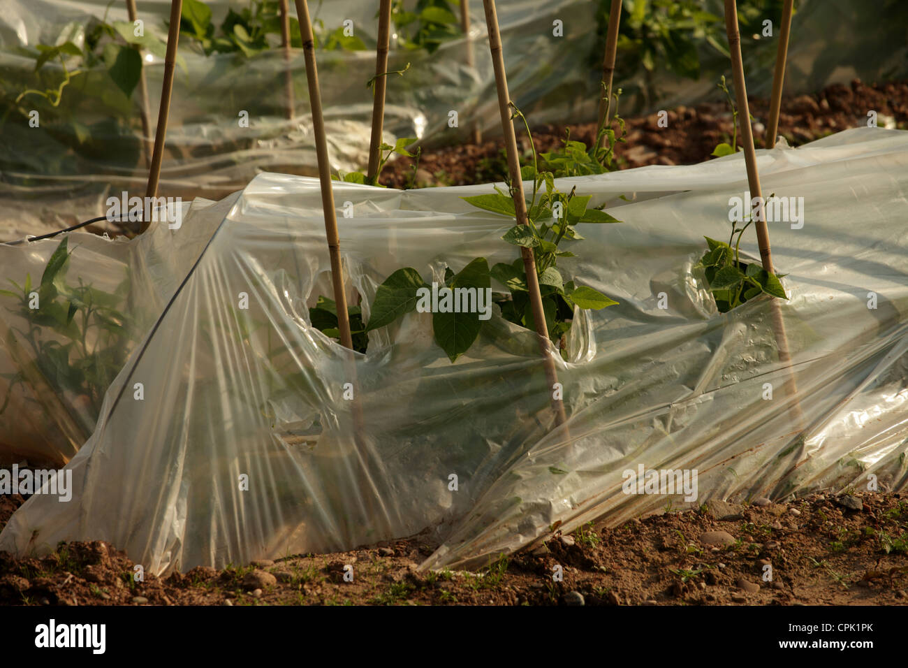 Piccolo campo di runner piante di fagiolo con le campane e il polo di fagiolo supporta. Foto Stock