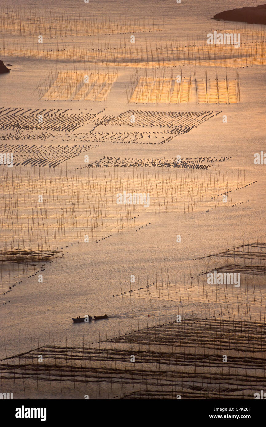 La pesca in barca a vela attraverso canne di bambù nella fattoria di alghe marine di sunrise, il Mar della Cina orientale, Xiapu, Fujian, Cina Foto Stock
