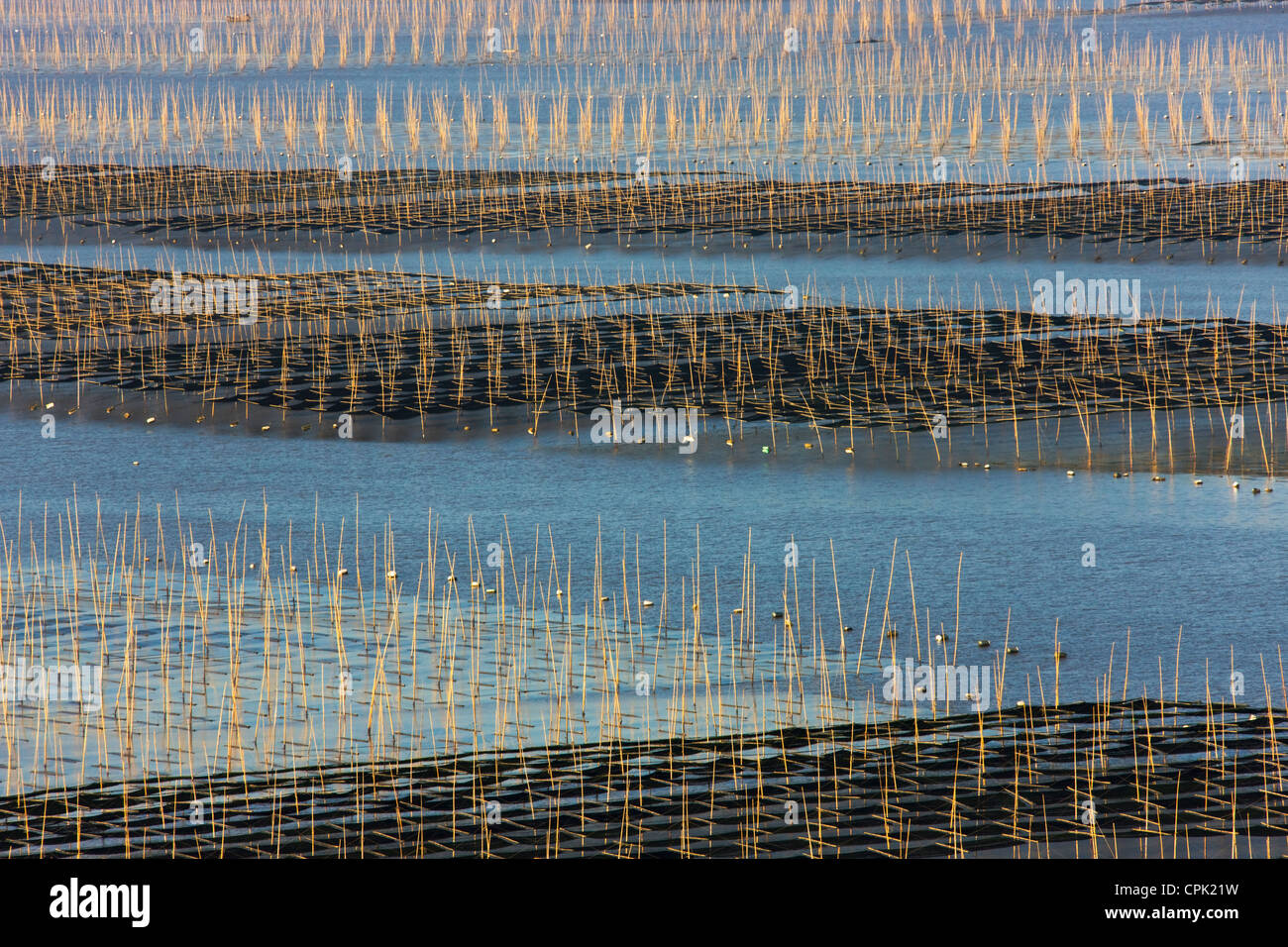 Canne di bambù nella fattoria di alghe marine di sunrise, il Mar della Cina orientale, Xiapu, Fujian, Cina Foto Stock
