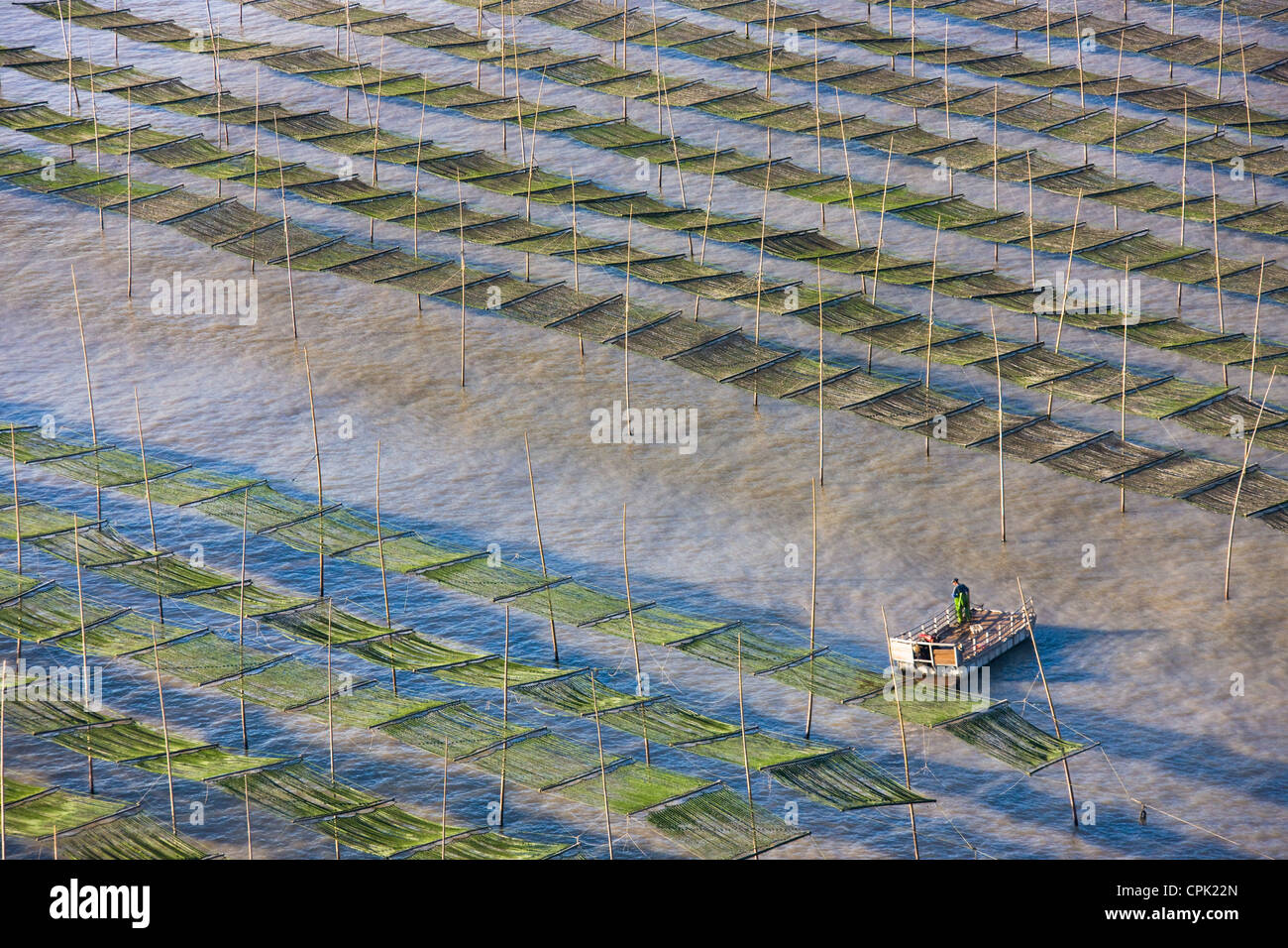 La pesca in barca a vela attraverso canne di bambù nella fattoria di alghe marine di sunrise, il Mar della Cina orientale, Xiapu, Fujian, Cina Foto Stock