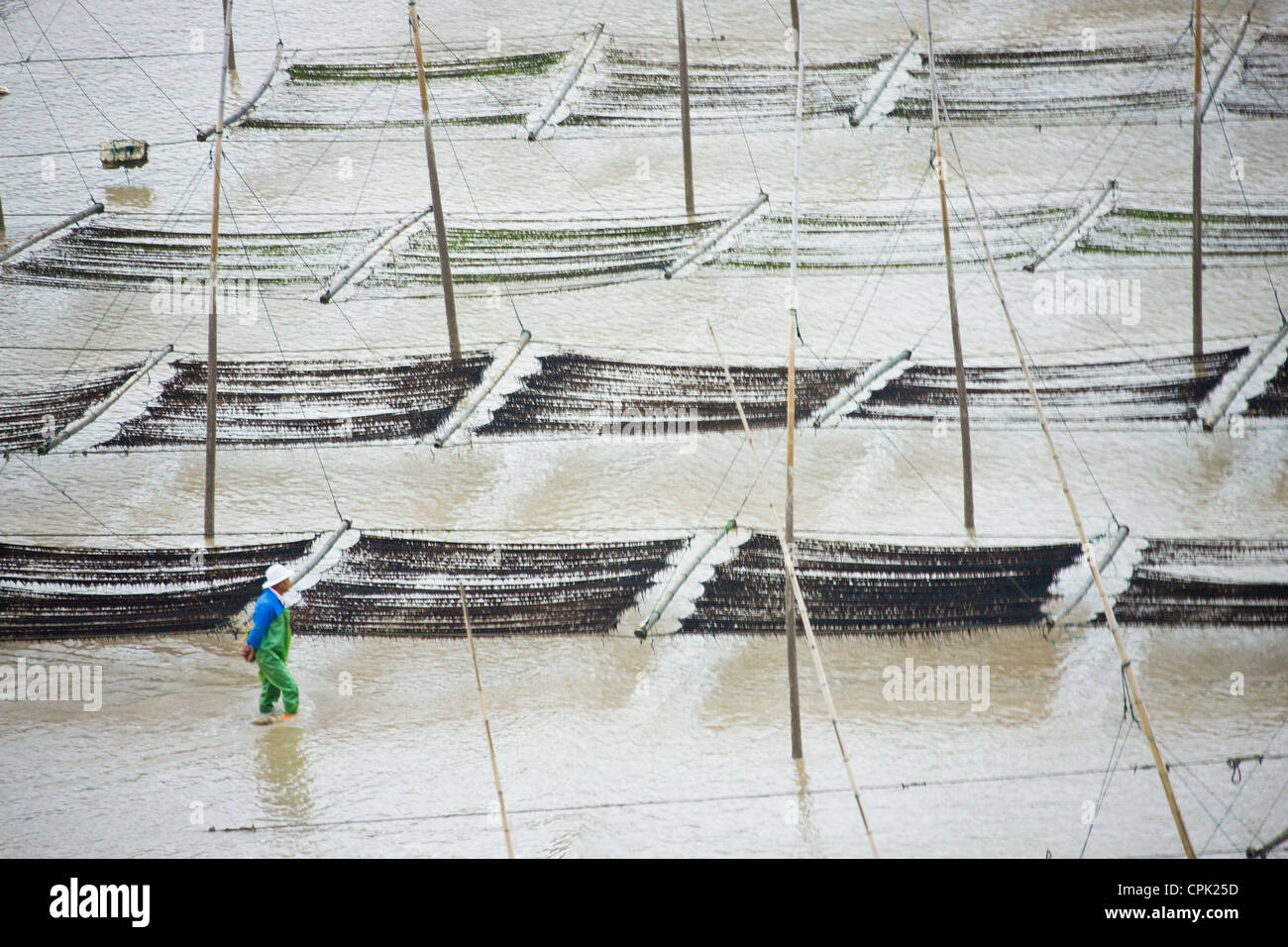 Canne di bambù nella fattoria di alghe marine, il Mar della Cina orientale, Xiapu, Fujian, Cina Foto Stock