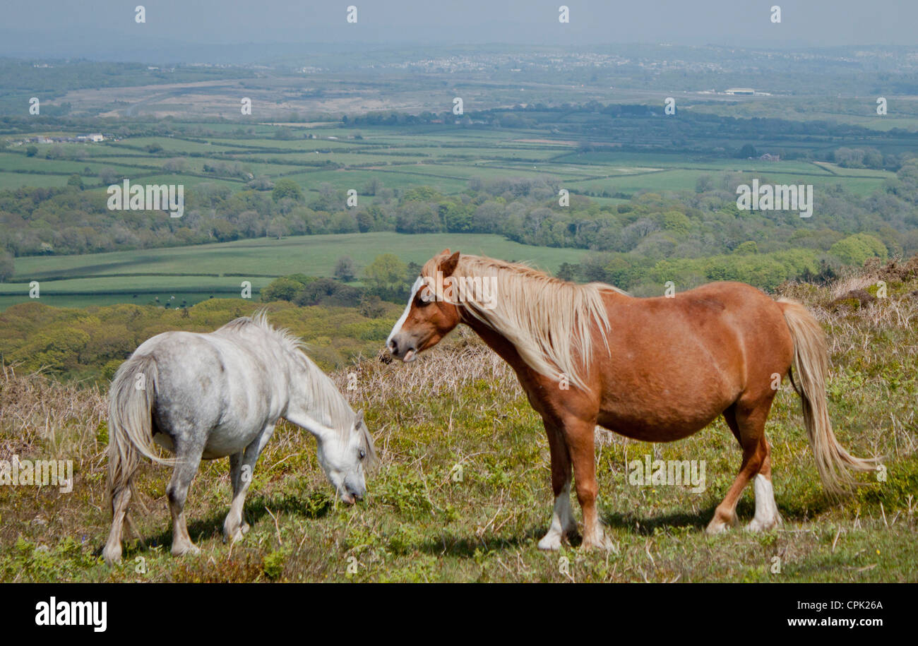 Welsh Cobbs libera sulle colline gallesi, gravida Foto Stock